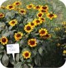 Rudbekia Summerdaisy's Choco Sun 6 sztuk